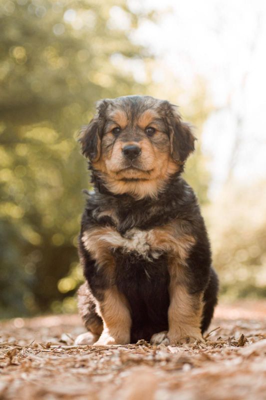 berner sennen pups kruising