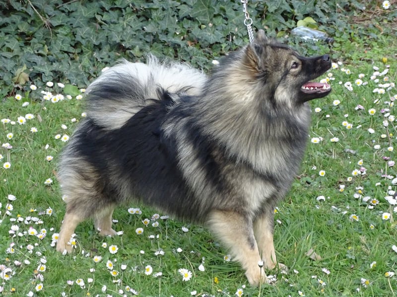 kleine keeshond fokker belgië