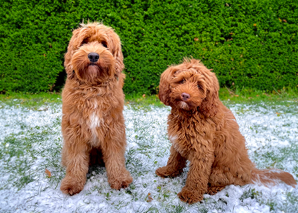 labradoodle kennel belgie