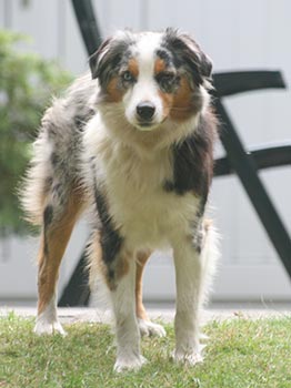 mini australian shepherd fokker belgie
