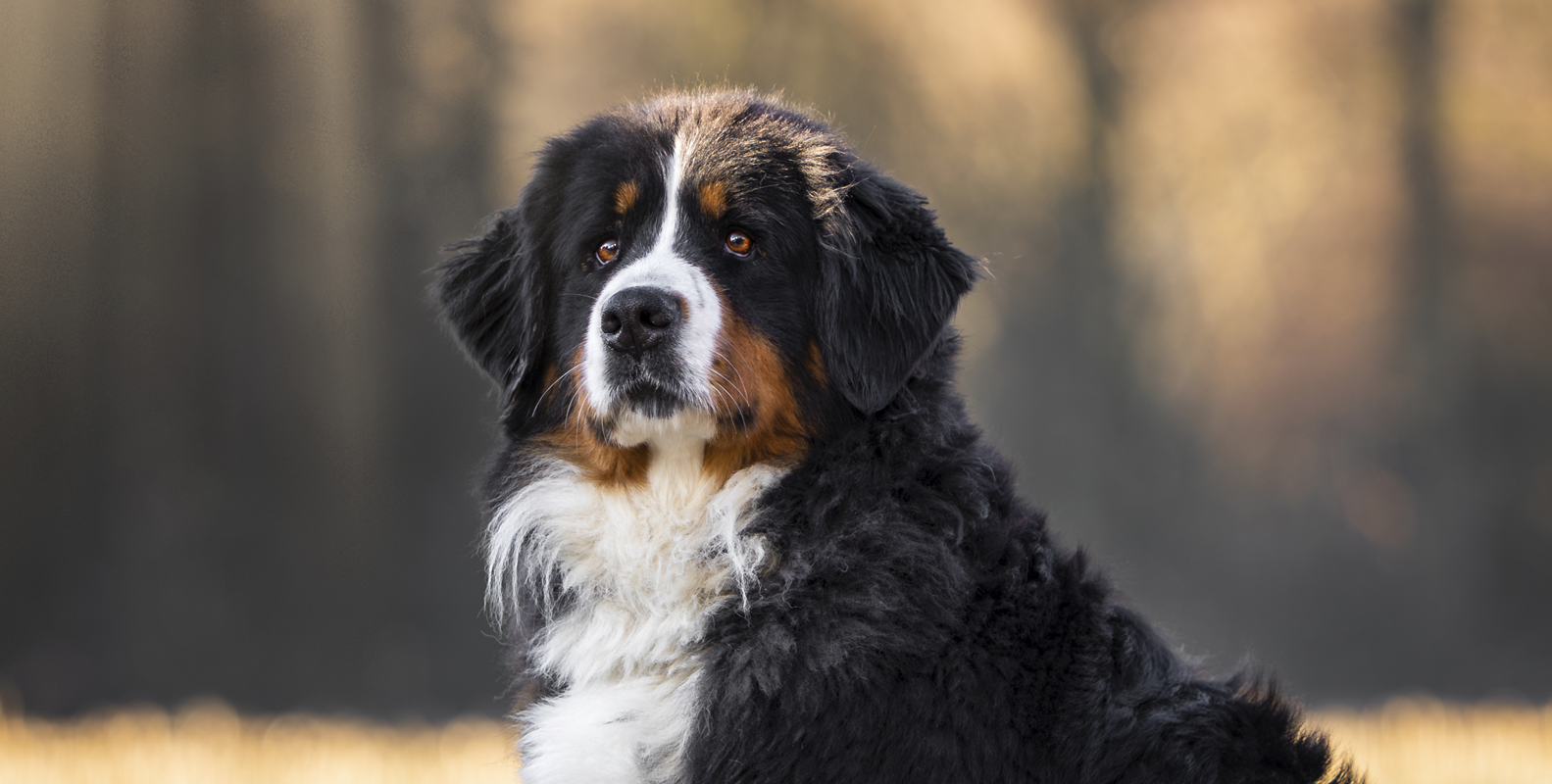 mini berner sennenhond