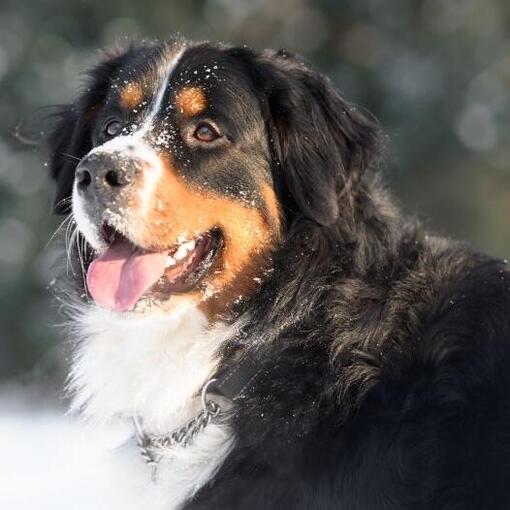 belgische berner sennenclub