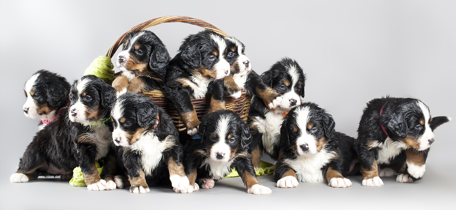berner kennel