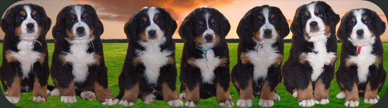 berner senne honden