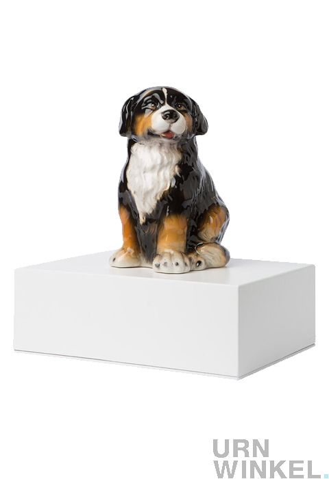 berner sennen accessoires