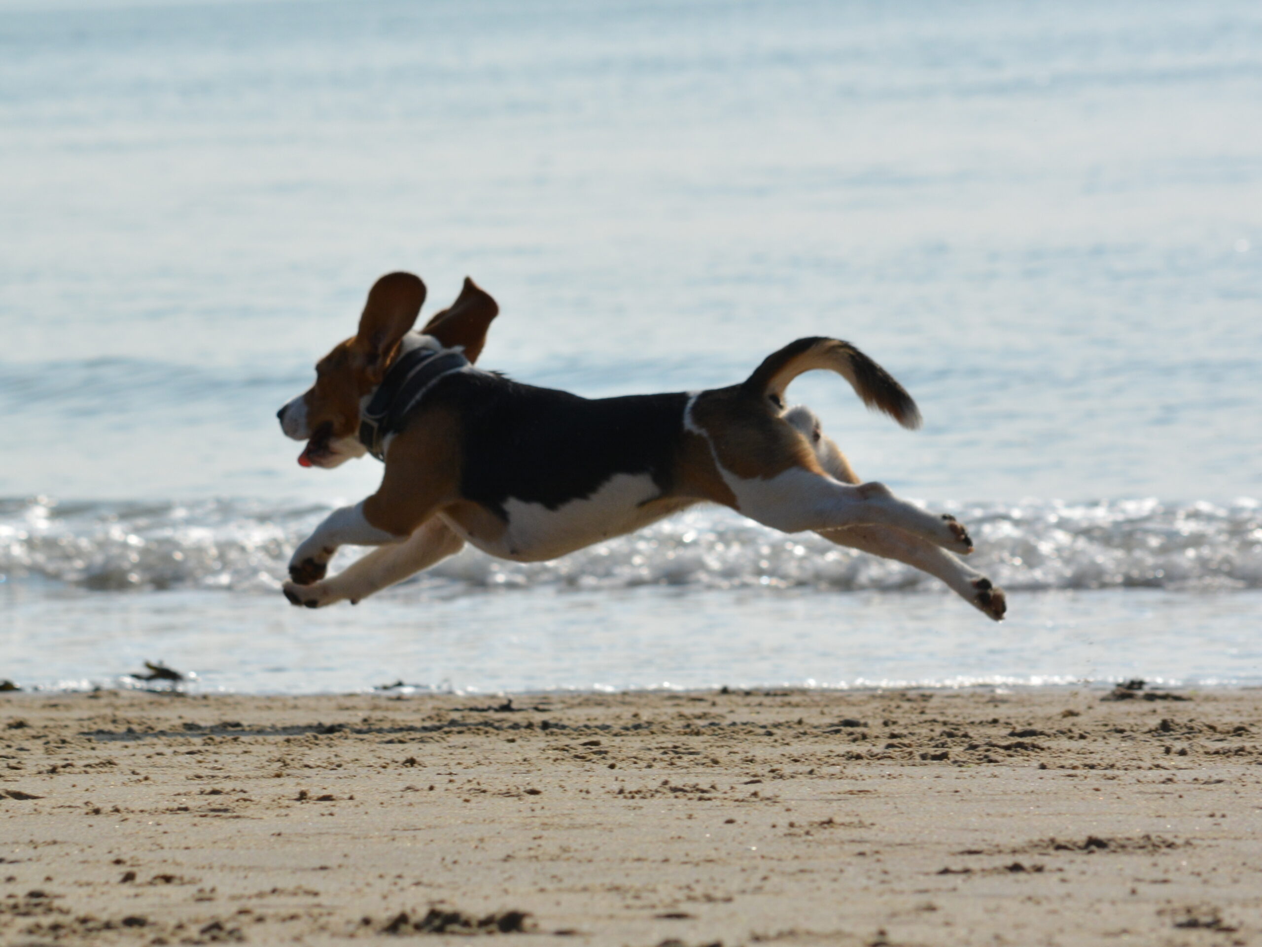 erkende beagle fokkers belgië