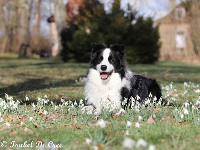 erkende border collie fokkers belgie
