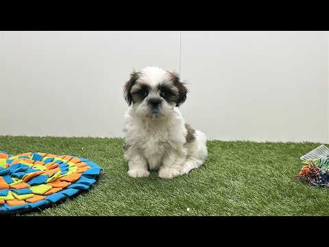 erkende shih tzu fokkers belgië