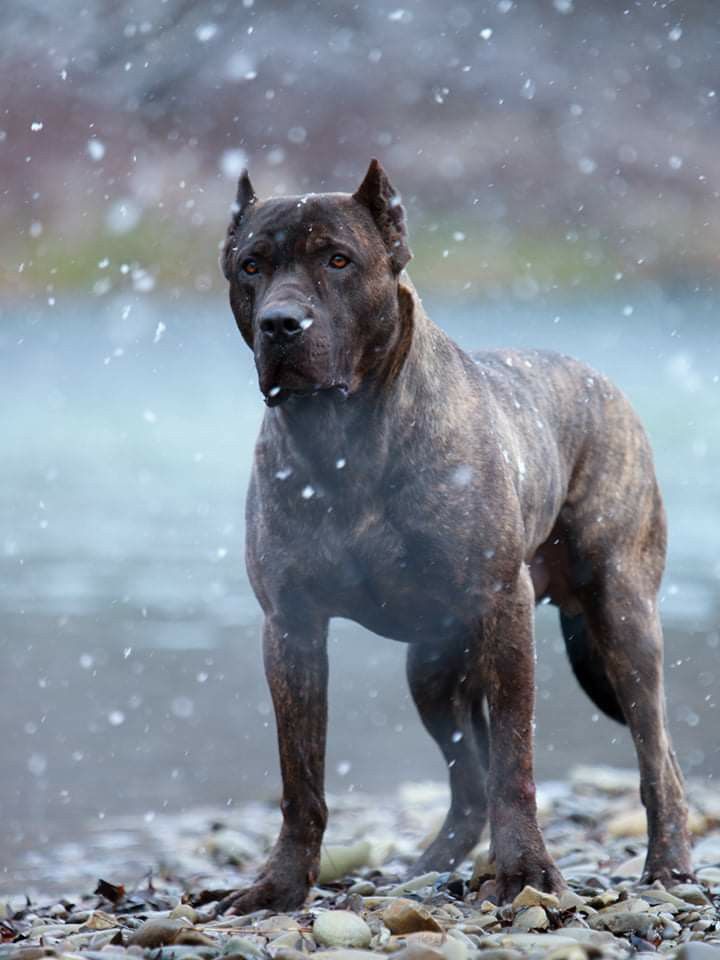bandog kennel belgie