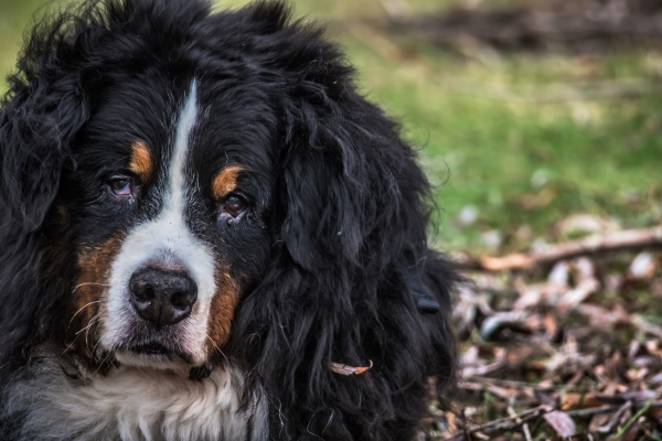 gezonde berner sennenhonden