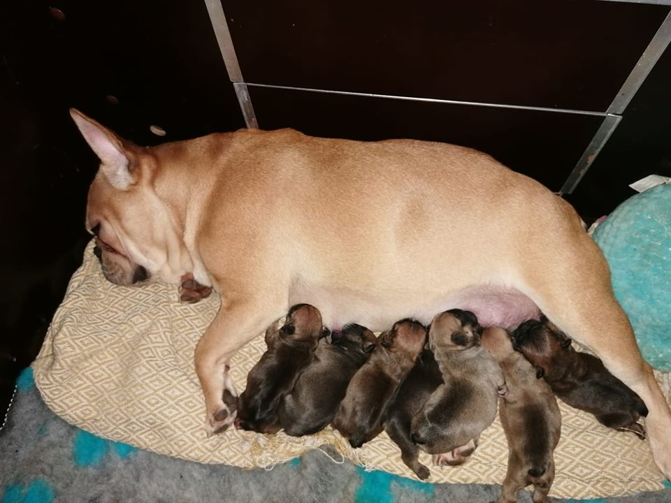 gezonde pup