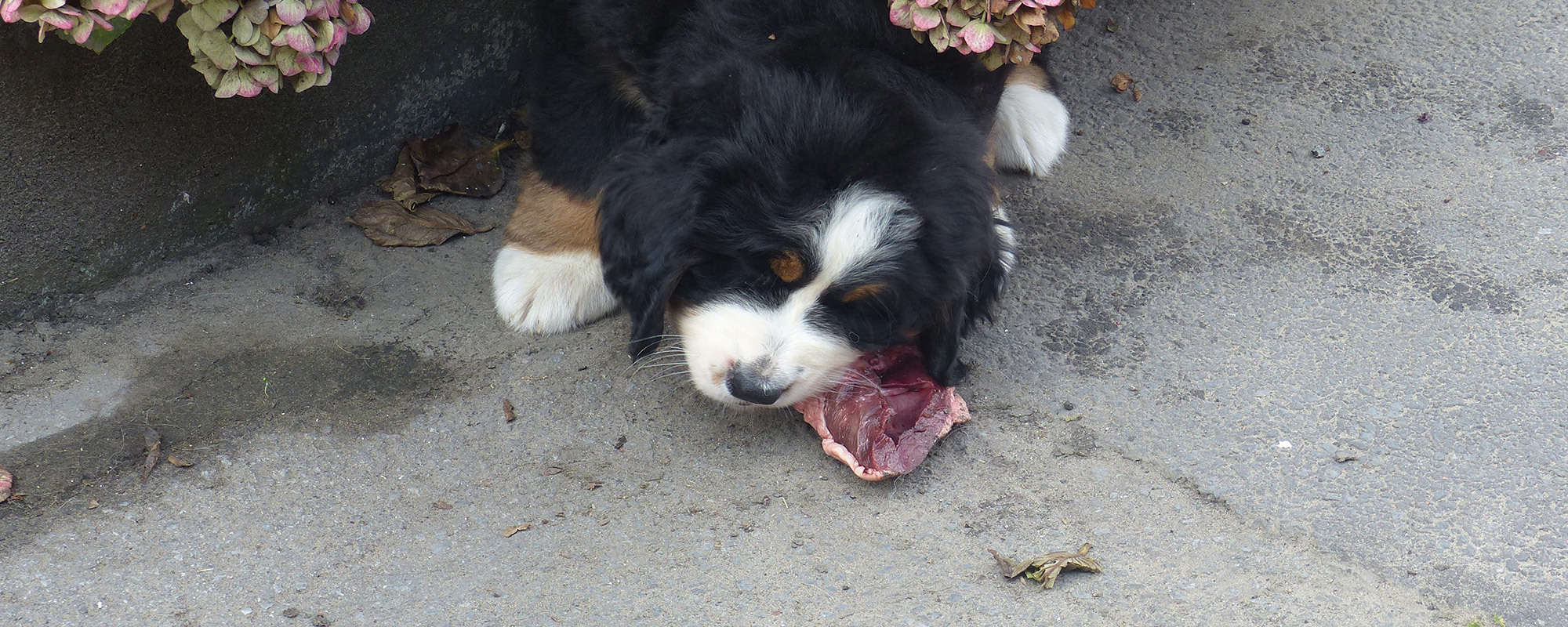gezondheid berner sennenhond