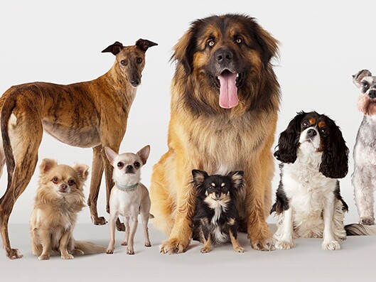 honden en honden