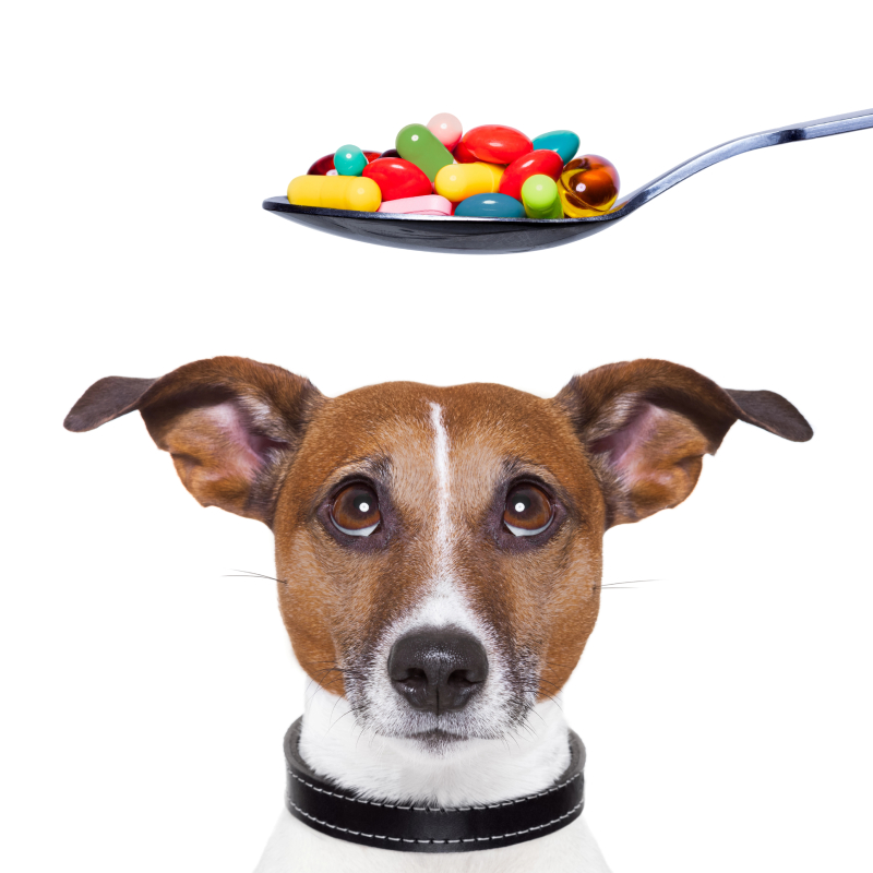honden in gezondheidszorg