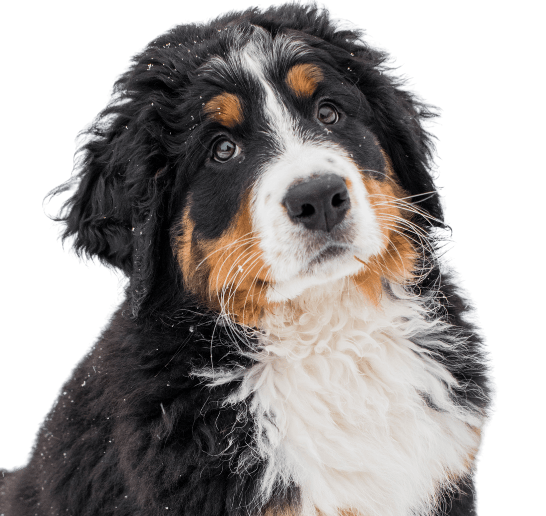 puppy berner sennen kruising
