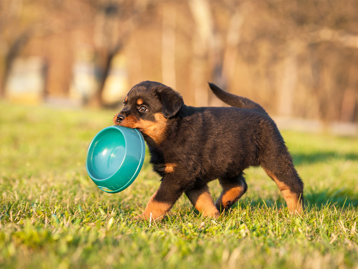 puppy om te