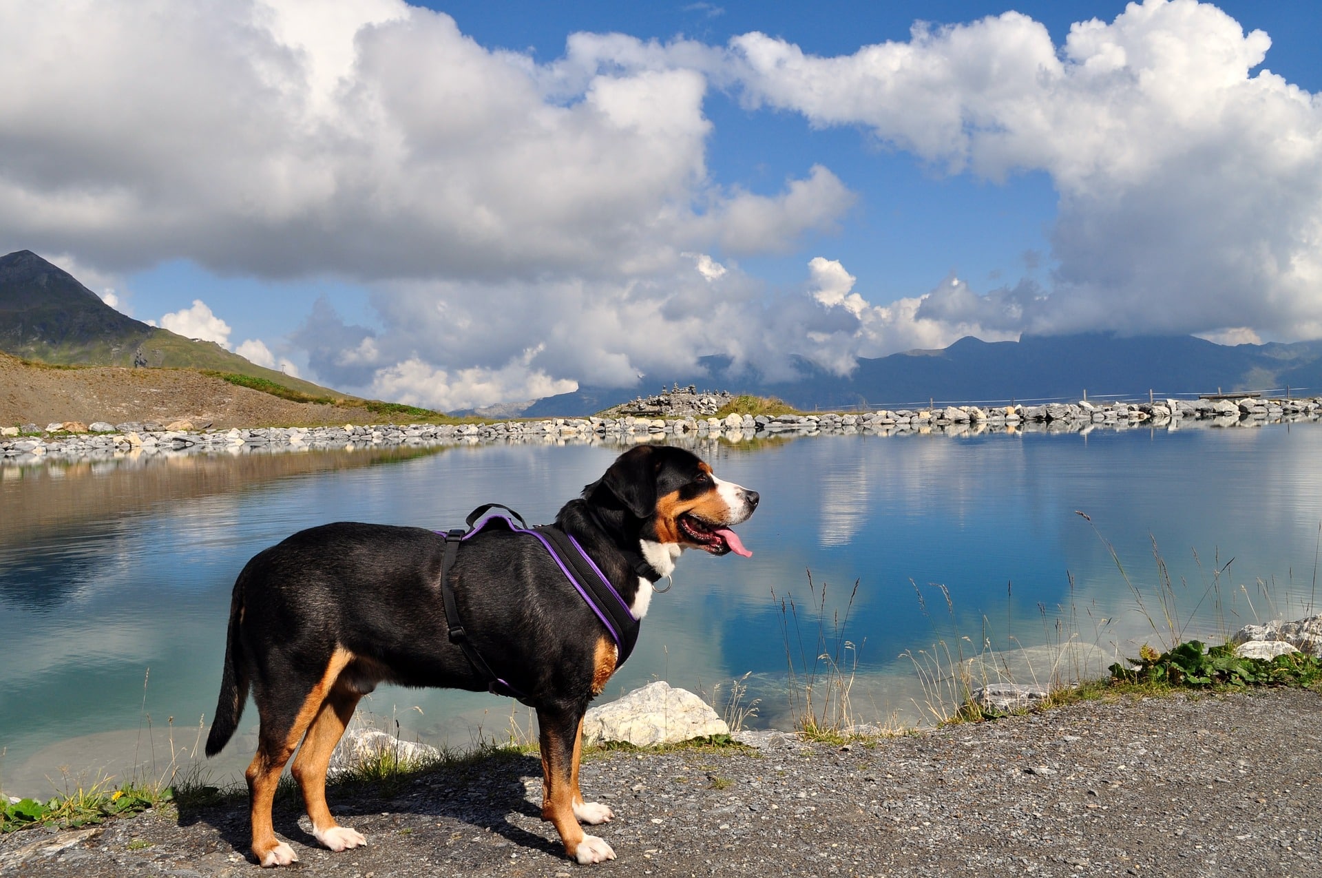 sennenhond boek