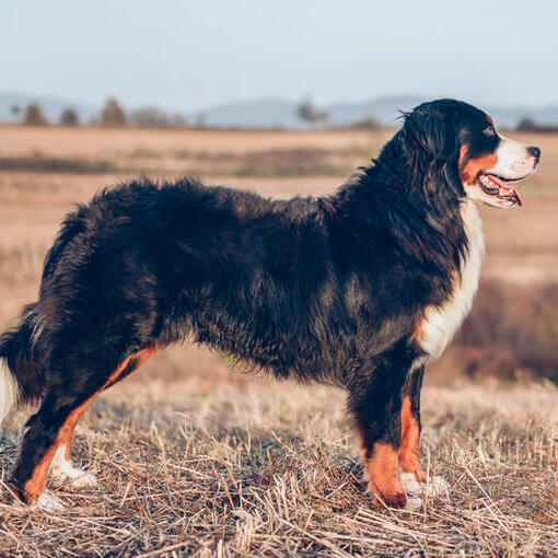 fokker berner sennenhonden