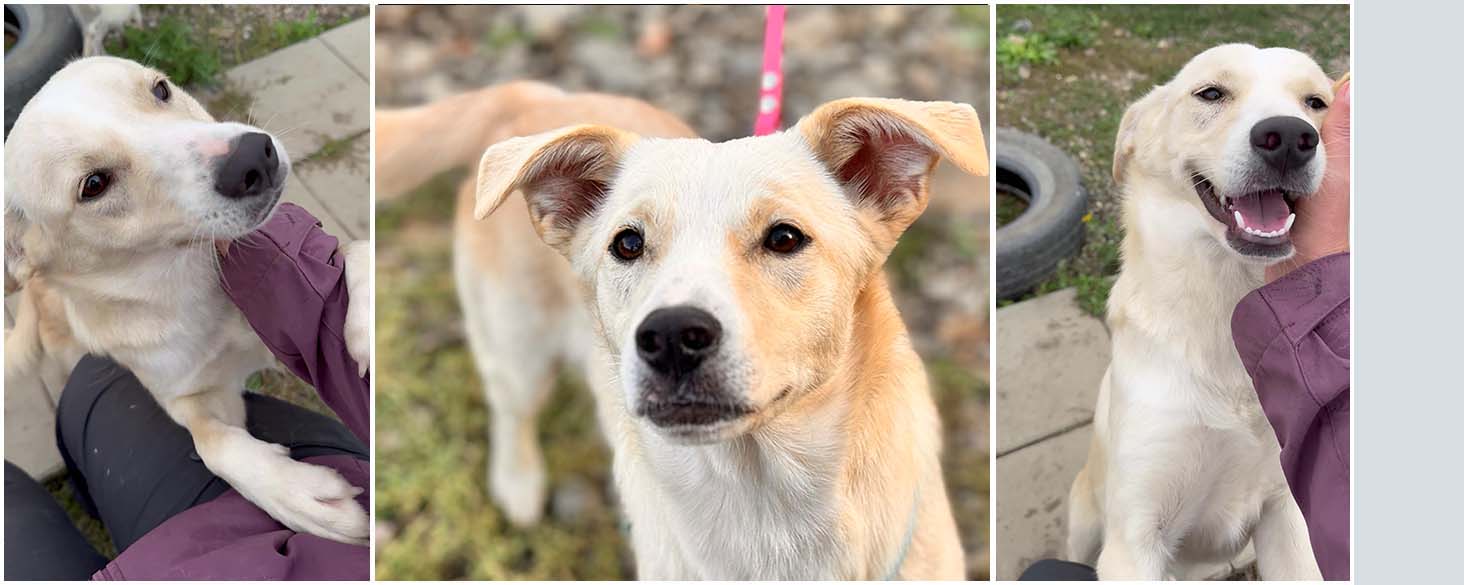 adoptie en herplaatsing