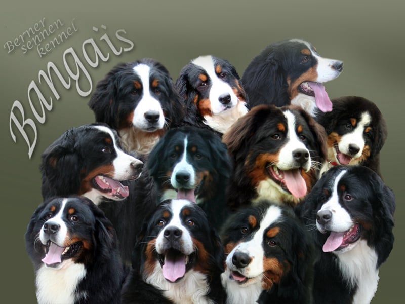 belgische berner