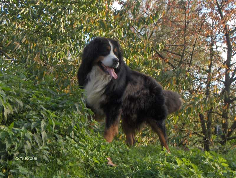belgische berner sennenhond