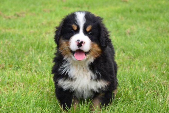 berner sennen pups aangeboden