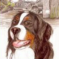 boek over berner sennen