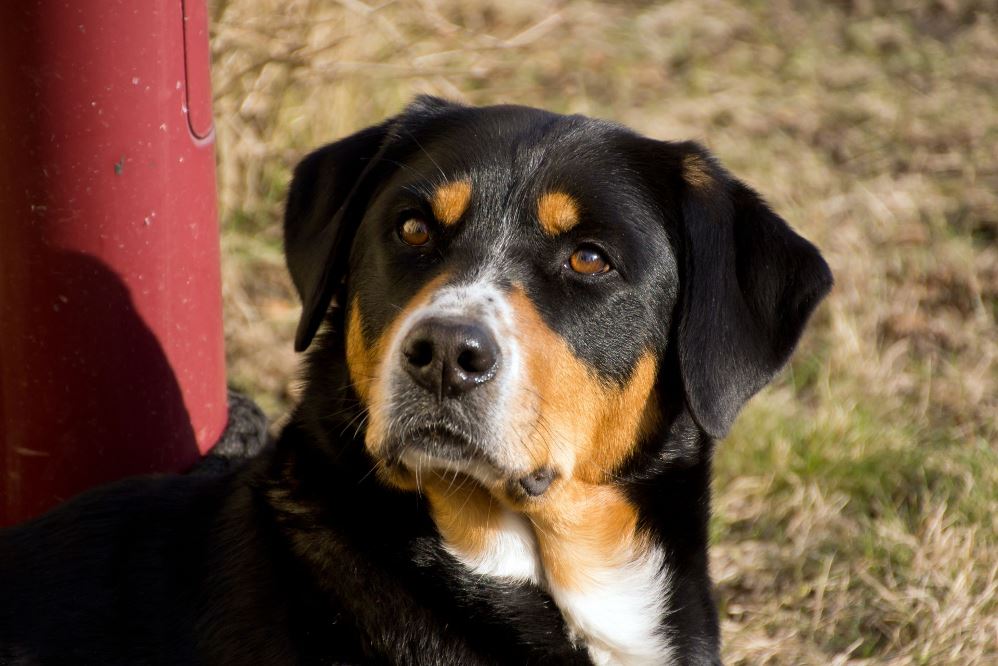 karakter de berner sennenhond
