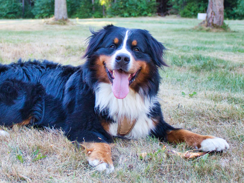 karakter de berner sennenhonden