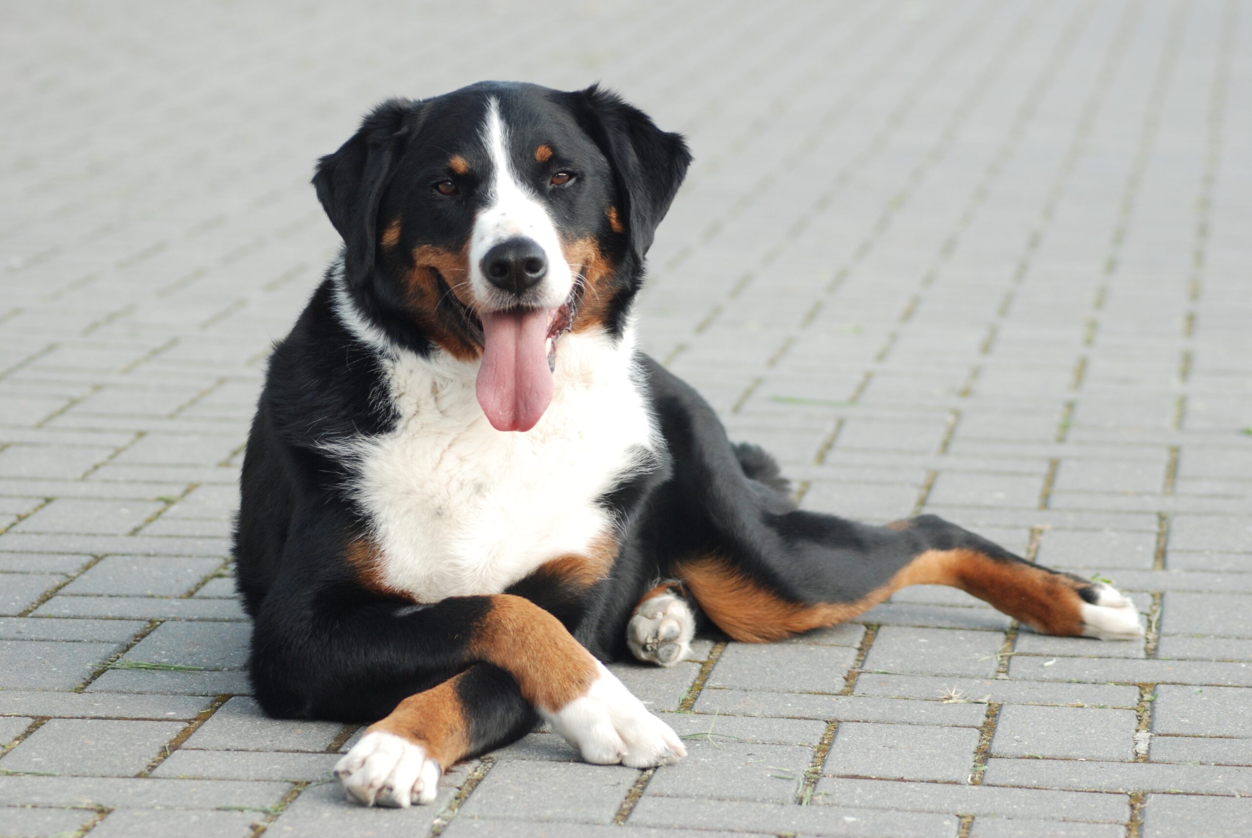 liefhebberskennel berner sennenhonden