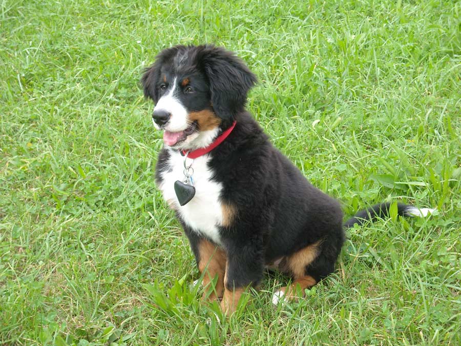 opvoeding berner