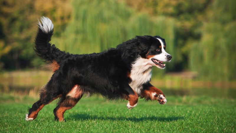 over berner sennenhonden