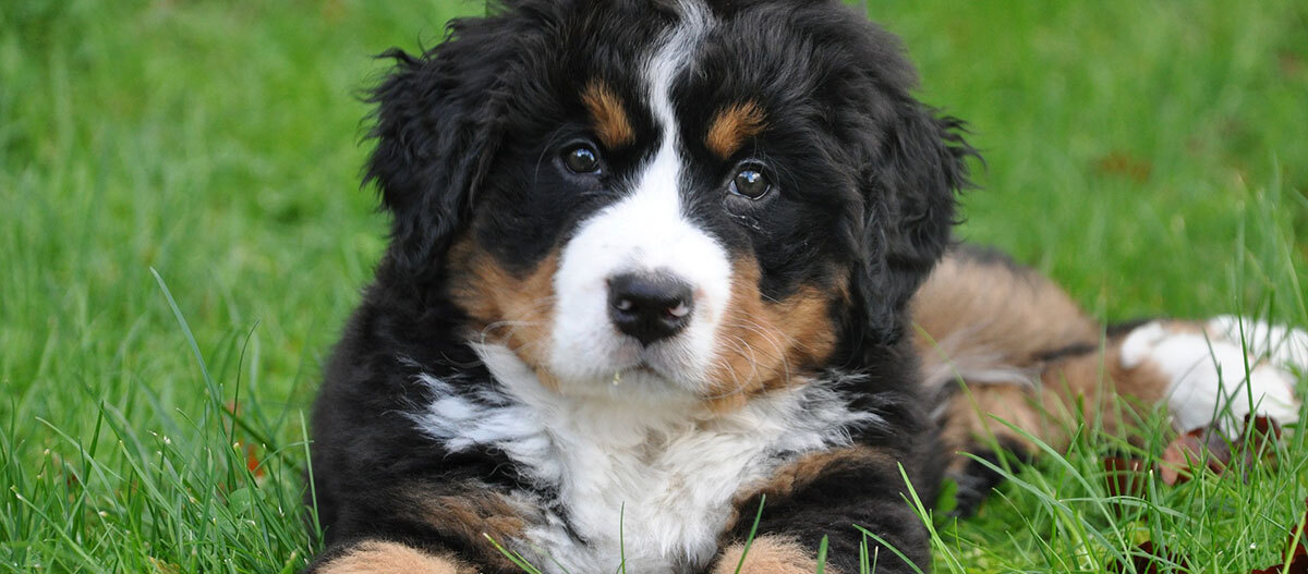 over de berner sennenhond