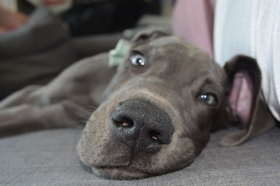 pup al te