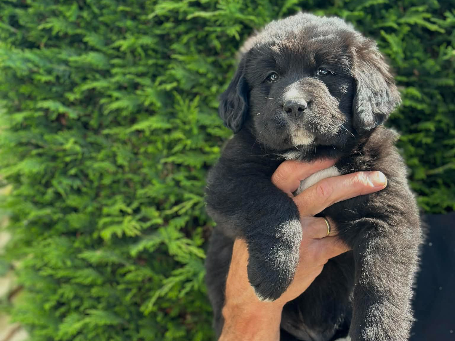 pups te koop belgie