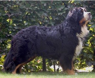 raszuivere berner sennen